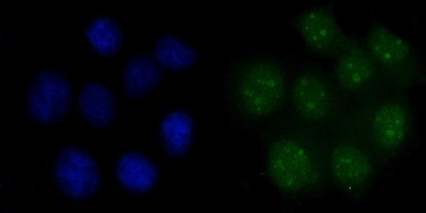 m01484 4 fen1 primary antibodies if testing 8