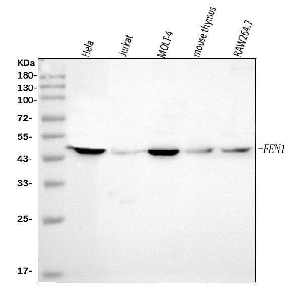  Western blot analysis of FEN1 using anti-FEN1 antibody (M01484-4)