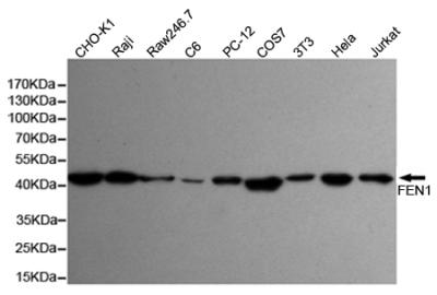 m01484 fen1 primary antiboties wb testing 1