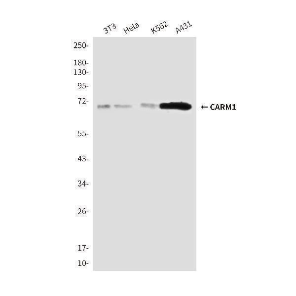 Western blot detection of CARM1 (C-terminus) antibody in Hela, A431 & K562 cell lysates using CARM1 (C-terminus) antibody (1:200-1:500 diluted) 