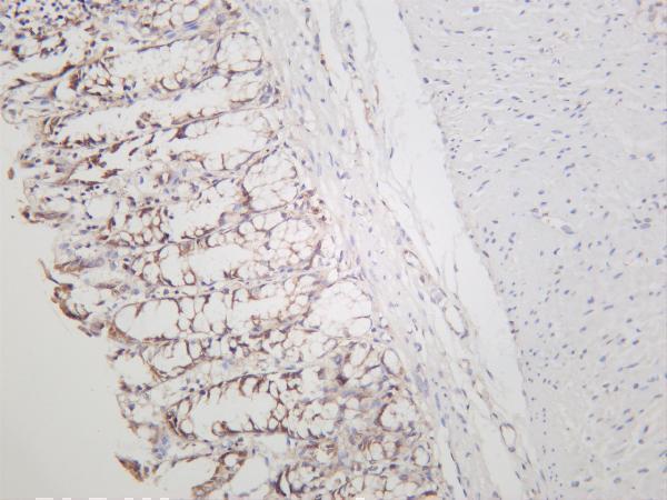 Rat colon was stained with anti-Met rabbit antibody