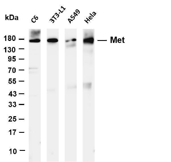 Various whole cell lysates were separated by 4-20% SDS-PAGE, and the membrane was blotted with anti-Met antibody