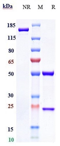 Anti-HGFR/c-Met Reference Antibody (emibetuzumab) on SDS-PAGE under reducing (R) condition