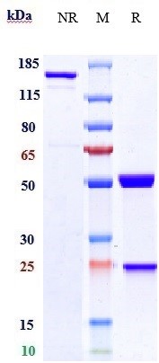 Anti-HGFR/c-Met Reference Antibody (amivantamab) on SDS-PAGE under reducing (R) condition