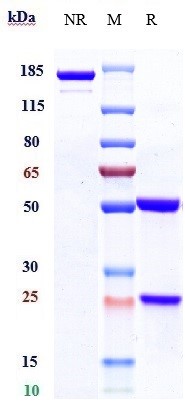 Anti-HGFR/c-Met Reference Antibody (telisotuzumab) on SDS-PAGE under reducing (R) condition