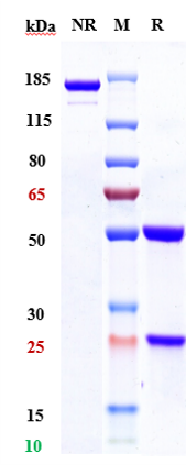 Anti-HGFR/c-Met Reference Antibody (telisotuzumab vedotin) on SDS-PAGE under reducing (R) condition