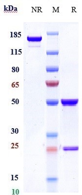 Anti-HGFR/c-Met Reference Antibody (onartuzumab) on SDS-PAGE under reducing (R) condition