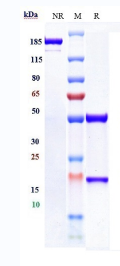 Anti-HGFR/c-Met Reference Antibody (Metheresis patent anti-Met) on SDS-PAGE under reducing (R) condition