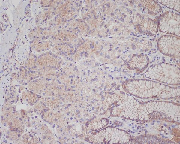 m01488 ihc