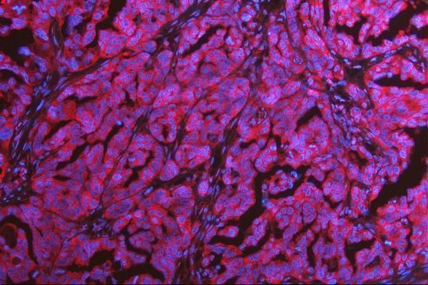m01488 met primary antibodies if testing 4