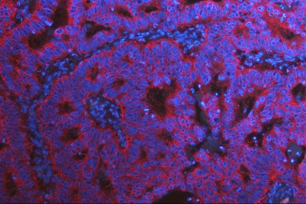 m01488 met primary antibodies if testing 5