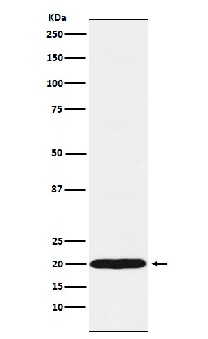 Western blot analysis of UBE2C expression in MCF7 cell lysate.