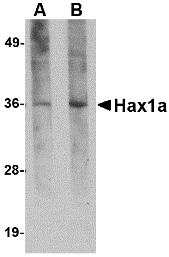 m01495 hax1 primary antibodies wb testing 1