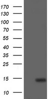 HEK293T cells were transfected with the pCMV6-ENTRY control (Left lane) or pCMV6-ENTRY CDKN2B (Right lane) cDNA for 48 hrs and lysed