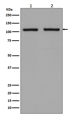 m01504 wb