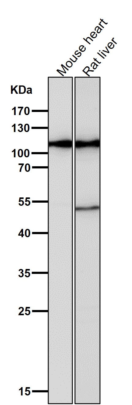 All lanes use the Antibody at 1:1W dilution for 1 hour at room temperature