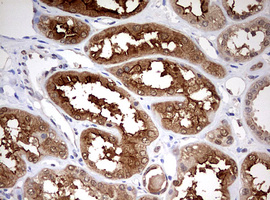 m01506 1 anti hmbs mouse monoclonal antibody clone id oti3f4 ihc testing 5