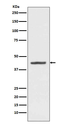 m01506 wb