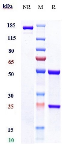 Anti-Siglec-3/CD33 Reference Antibody (Gemtuzumab) on SDS-PAGE under reducing (R) condition