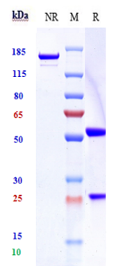 Anti-Siglec-3/CD33 Reference Antibody (vadastuximab talirine) on SDS-PAGE under reducing (R) condition