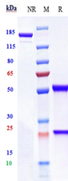 Anti-Siglec-3/CD33 Reference Antibody (Gemtuzumab ozogamicin) on SDS-PAGE under reducing (R) condition