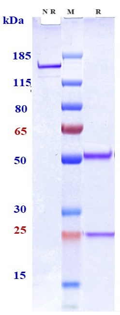 Anti-Siglec-3/CD33 Reference Antibody (IMGN779) on SDS-PAGE under reducing (R) condition