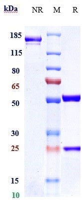 Anti-Siglec-3/CD33 Reference Antibody (vadastuximab) on SDS-PAGE under reducing (R) condition