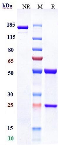 Anti-Siglec-3/CD33 Reference Antibody (gemtuzumab-CLM) on SDS-PAGE under reducing (R) condition