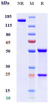 Anti-CD200 Reference Antibody (samalizumab) on SDS-PAGE under reducing (R) condition