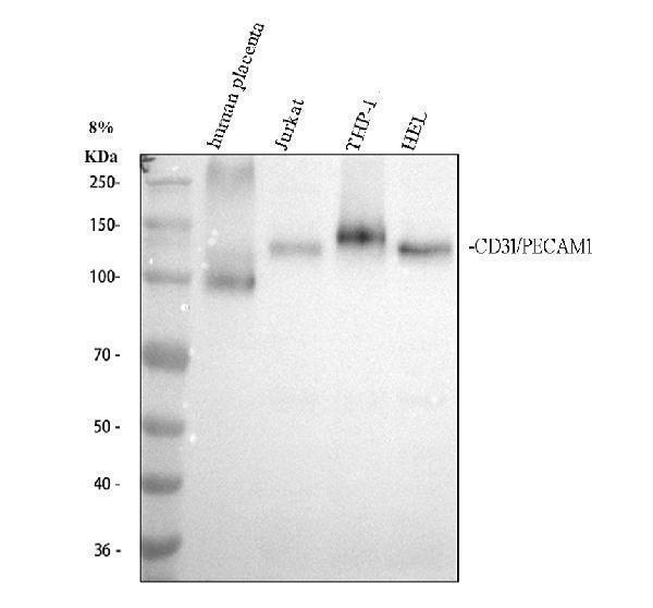 Western blot analysis of CD31 using anti-CD31 antibody (M01513-1)