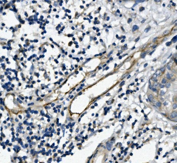 m01513 4 cd31 pecam1 primary antibodies ihc testing 4