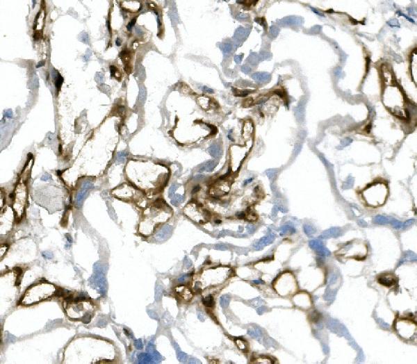 m01513 4 cd31 pecam1 primary antibodies ihc testing 5