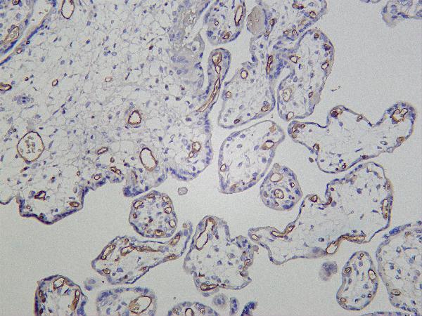 Human placenta was stained with Anti-CD31 rabbit antibody