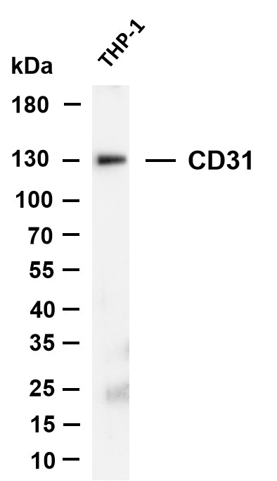 Various whole cell lysates were separated by 4-20% SDS-PAGE, and the membrane was blotted with anti-CD31 antibody