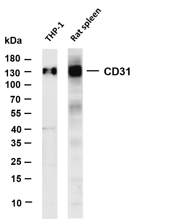 m01513 7 pecam1 primary antibodies wb testing 1