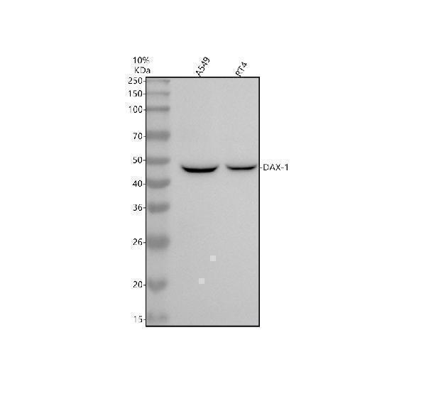 m01521 nr0b1dax1 primary antibodies wb testing 1
