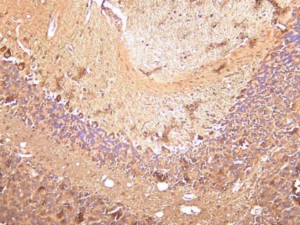 Mouse brain was stained with anti-LC3B rabbit antibody