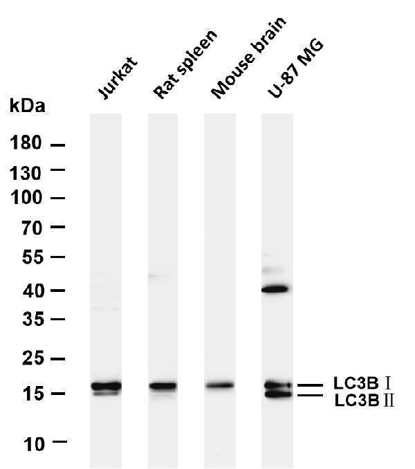 m01524 2 map1lc3b primary antibodies wb testing 1