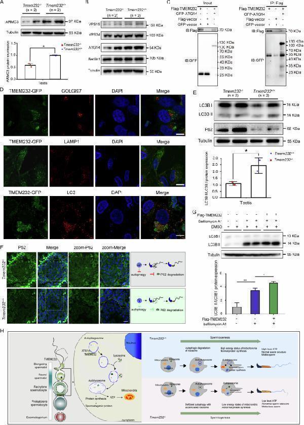 m01524 41419_2024_7200_fig8_html