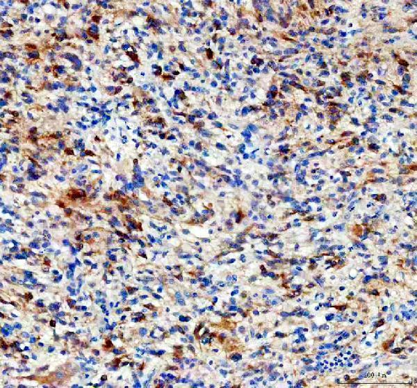 m01524 lc3b primary antibodies ihc testing 1