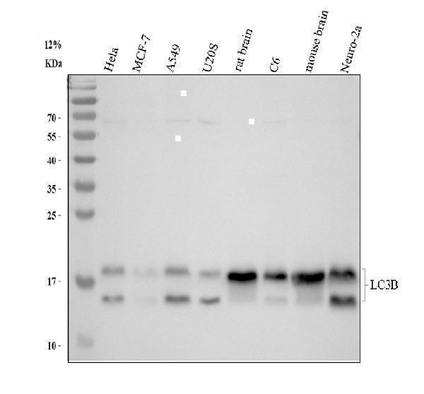 m01524 lc3b primary antibodies wb testing 1_1