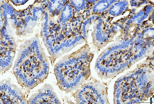 m01528 2 fabp4 primary antibodies ihc testing 8