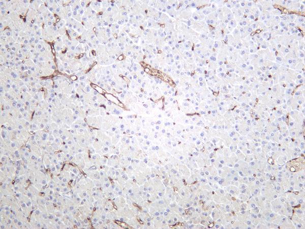 Mouse pancreas was stained with Anti-FABP4 rabbit antibody