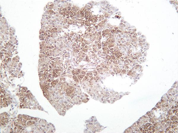 Rat pancreas was stained with Anti-FABP4 rabbit antibody