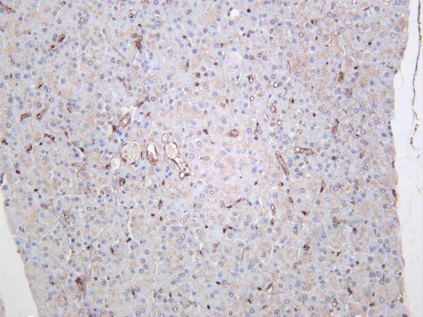m01528 3 fabp4 primary antibodies ihc testing 4