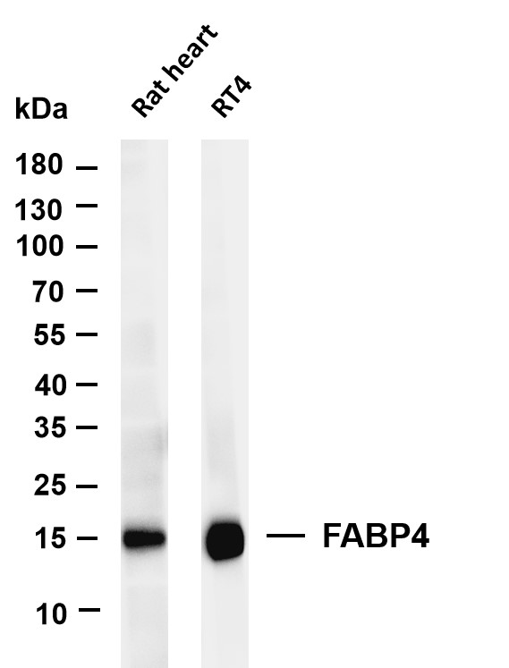 m01528 3 fabp4 primary antibodies wb testing 1