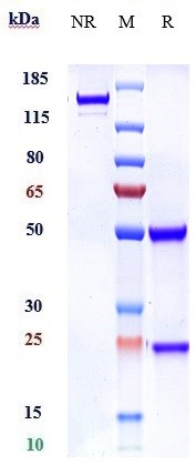 Anti-ROBO1 Reference Antibody (Asclepius Technology patent anti-Robo1 CAR) on SDS-PAGE under reducing (R) condition