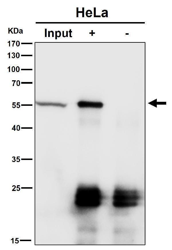 Immunoprecipitate (IP) analysis using the Antibody at 1:50 dilution