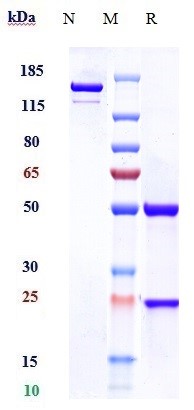 Anti-MSPR/RON/CD136 Reference Antibody (narnatumab) on SDS-PAGE under reducing (R) condition
