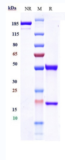 Anti-MSPR/RON/CD136 Reference Antibody (H5B14) on SDS-PAGE under reducing (R) condition